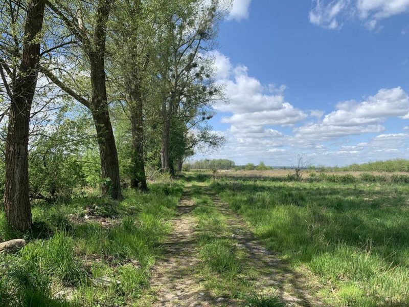 Działka w Kliniskach