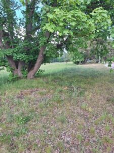 Działka,Tanowo,0.3143ha,plan-rolna.