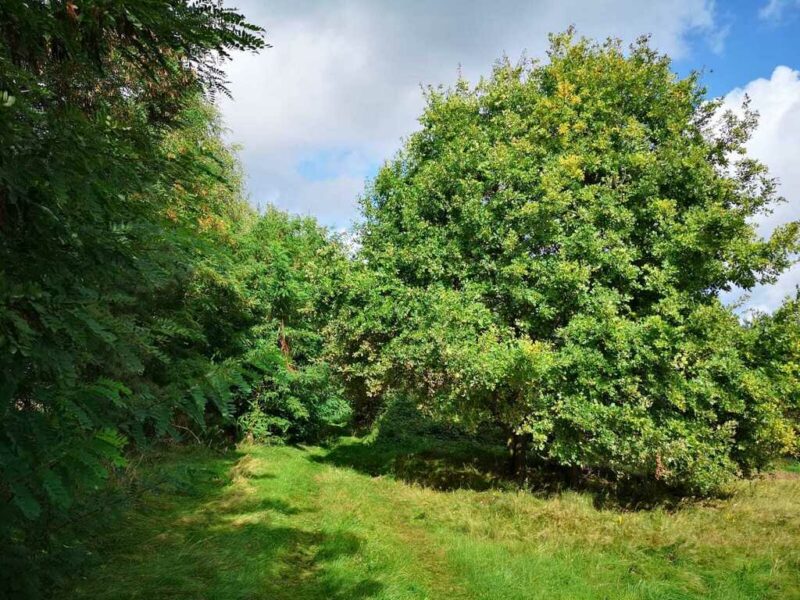 Świeszewo,gm.Gryfice,1.8458ha,Decyzja wz,pod dom.