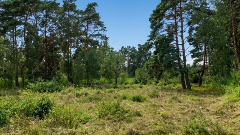 Działka nad morzem