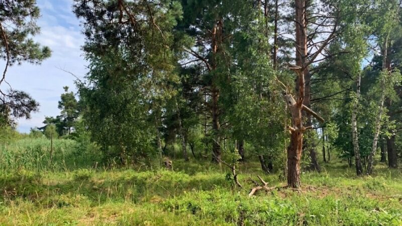 Działka nad morzem