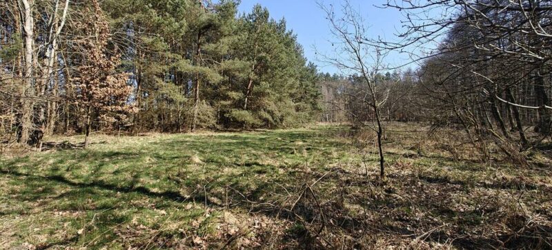 Działka siedliskowa z warunkami zabudowy