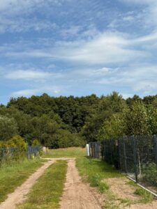 Wyjątkowa przy ścianie lasu w Sławoszewie