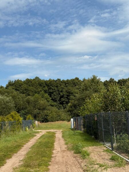 Wyjątkowa przy ścianie lasu w Sławoszewie