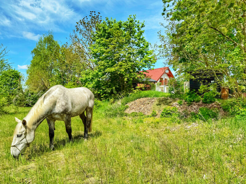 HIT! DOM DWULOKALOWY! Duża działka! Przy lesie!