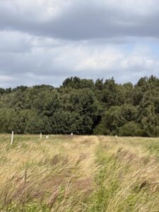 Działki z pozwoleniem na budowę w Niedźwiedziu