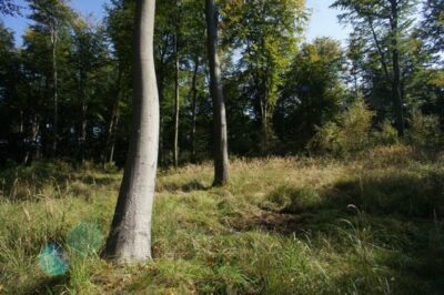 Działki nad jeziorem Dobra Nowogardzka