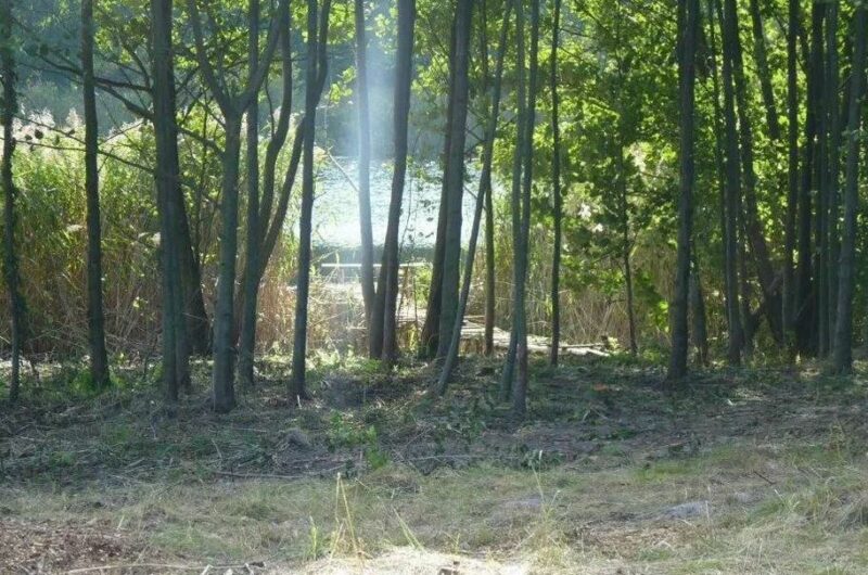 Działka rolna w Zieleniewie.