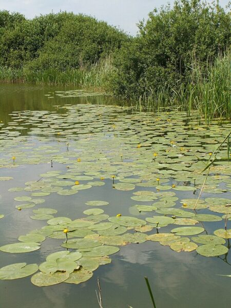 Giżyn nad J. Miedwie, MPZP działka 900m2,120 zł/m2