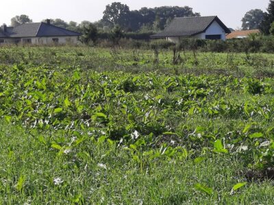 Kurów działka inwest. 2,8 ha, piękny widok na Odrę