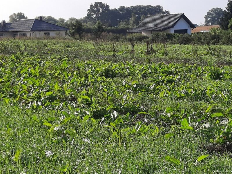 Kurów działka inwest. 2,8 ha, piękny widok na Odrę