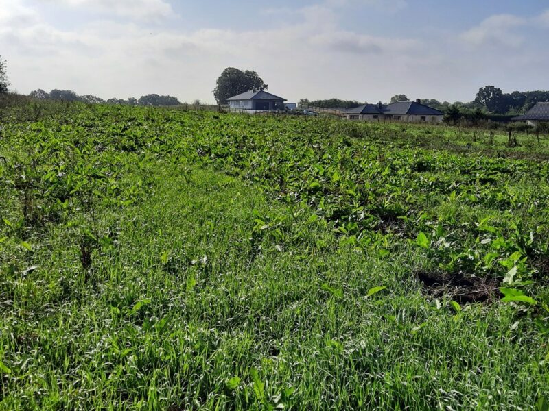 Kurów działka inwest. 2,8 ha, piękny widok na Odrę