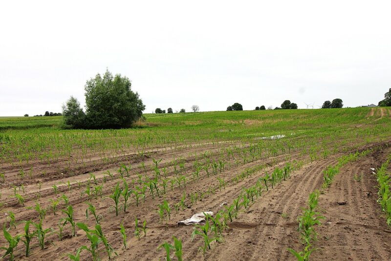 Duża działka pod zabudowe zagrodową Gleźno