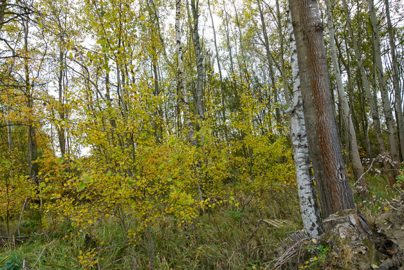 Kobylanka Os. Zielone MPZP, 894 m2, 240000 zł