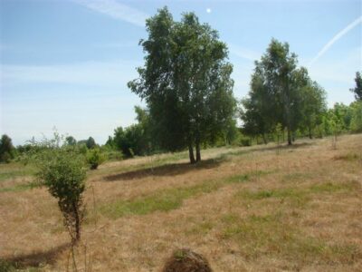 Stara Dąbrowa działka m2 65 zł/m2