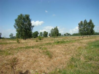 Stara Dąbrowa działka m2 65 zł/m2