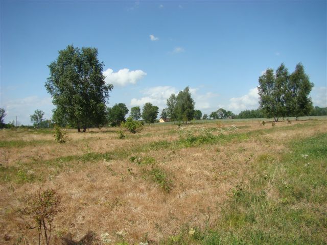 Stara Dąbrowa działka m2 65 zł/m2