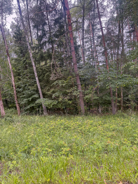 Piaseczno 100 m od jeziora działka leśna 3 ha
