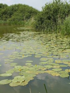 Giżyn nad J. Miedwie, MPZP działka 700m2,120 zł/m2