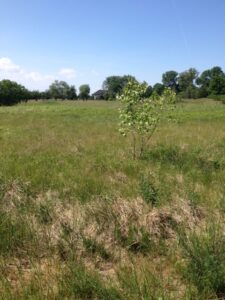 Lubczyna działka 900 m od J. Dąbskie 1301 m2,