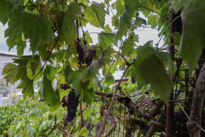 Podjuchy 3 pokoje, 59,2 m2, ogródek, 498000 zł