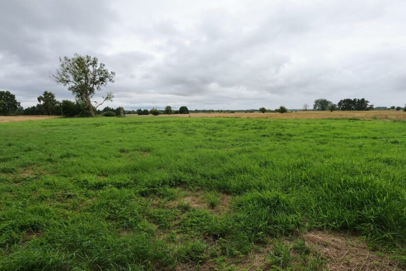1,95 HA W ŻARNOWIE – TWOJE MIEJSCE BLISKO NATURY