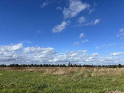 Działki w Sieciechowie, gm. Nowogard. 954 m2.