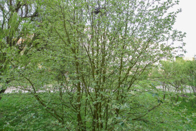 os. Książąt Pomorskich 2 pok. 46m2 2600 zł Ip.
